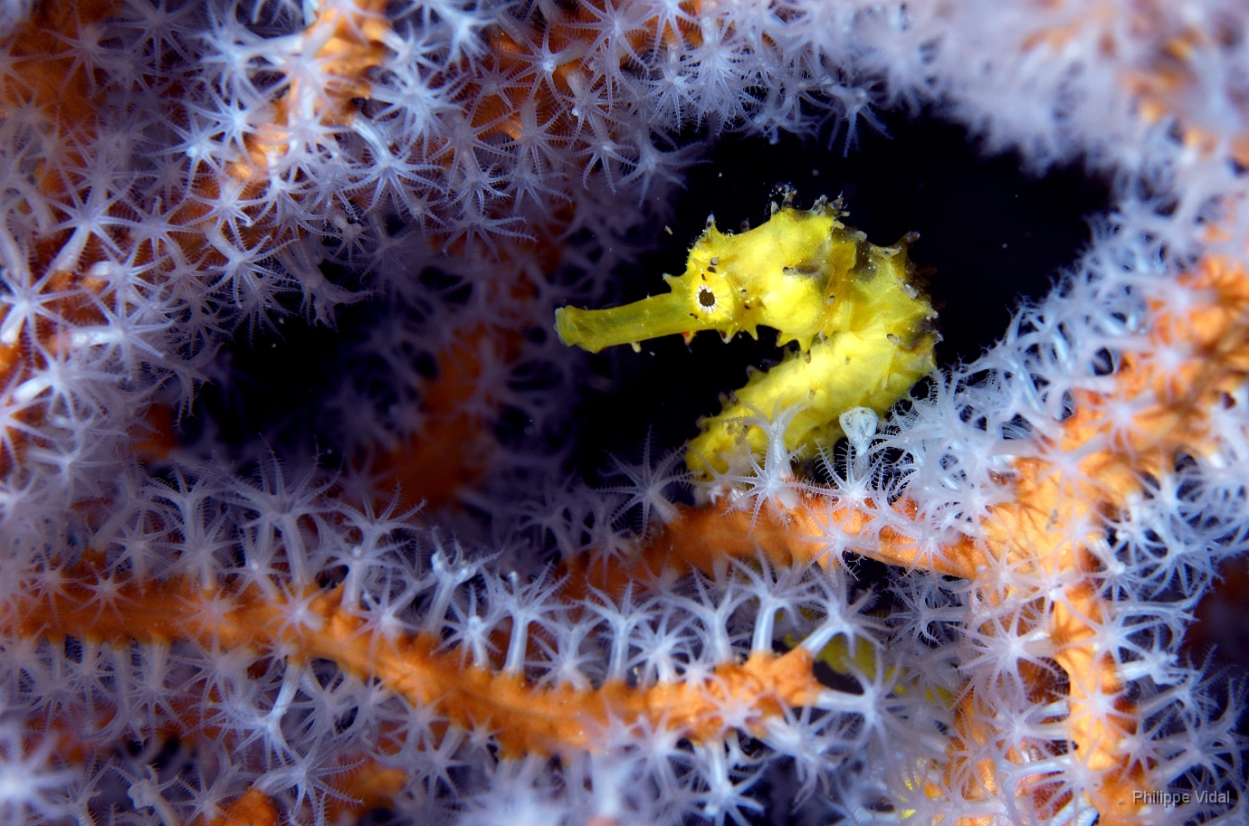 Birmanie - Mergui - 2018 - DSC02961 - Tigertail seahorse - Hippocampe a queuu tigree - Hippocampus comes.JPG